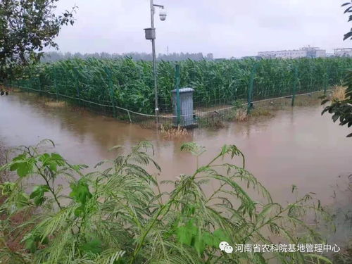 基地管理中心全力打好防汛抗災(zāi)攻堅(jiān)戰(zhàn) 防洪除澇設(shè)施管理筑牢安全防線